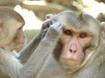 So what if prejudice is ‘natural’?